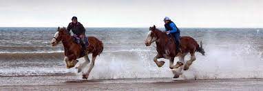 Cumbrian Heavy Horses Beach Ride